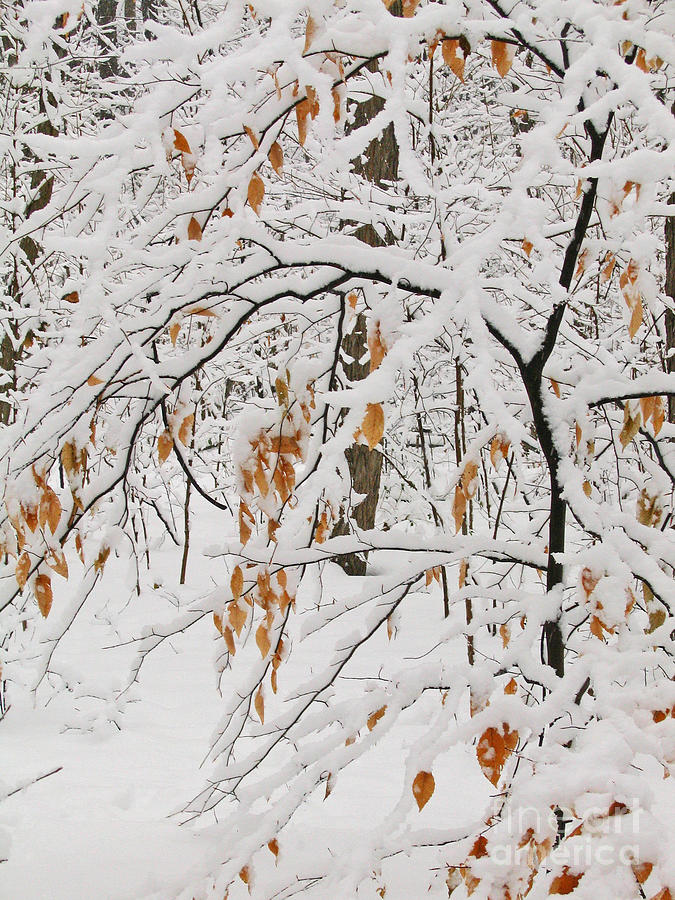Winter Photograph - Winter Branches by Ann Horn