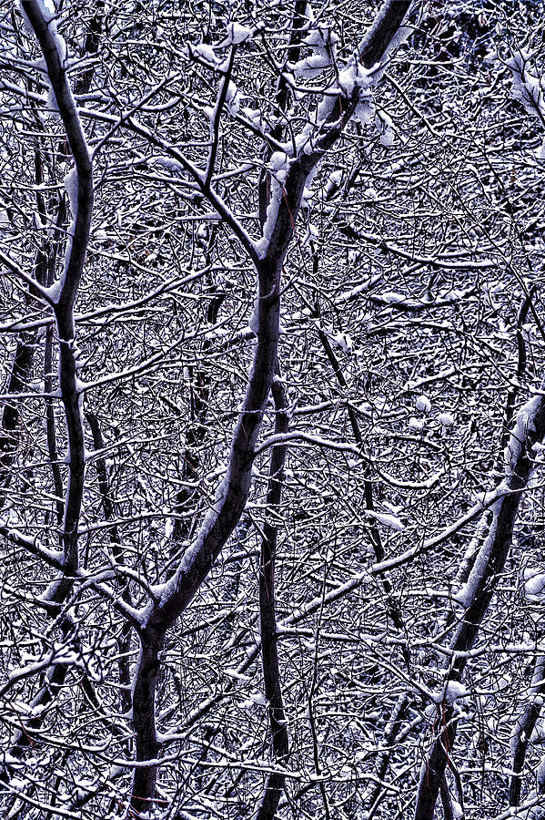 Winter Branches Photograph by Garry Gay