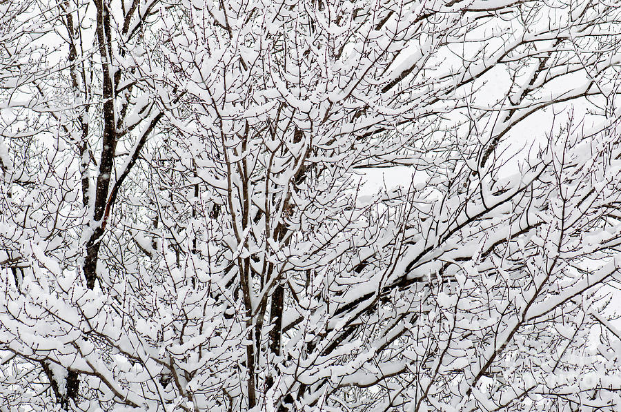 Winter Branches Photograph by Gwen Gibson