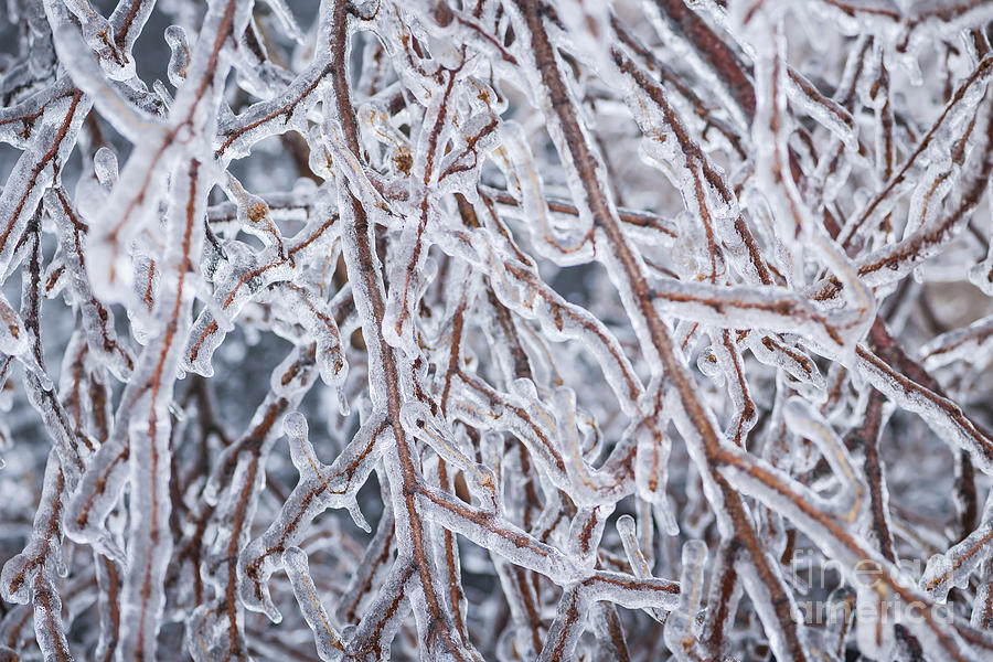 Winter branches in ice 2 Photograph by Elena Elisseeva
