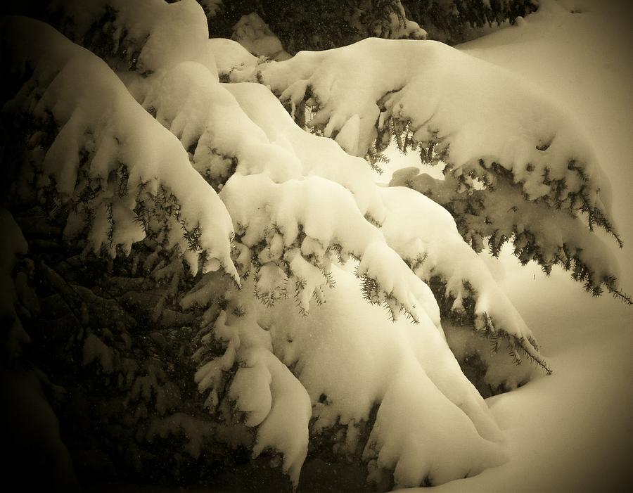 Winter Branches  Photograph by Joyce Kimble Smith