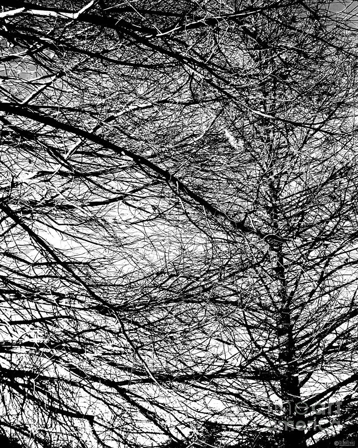 Winter Branches Photograph by Lizi Beard-Ward