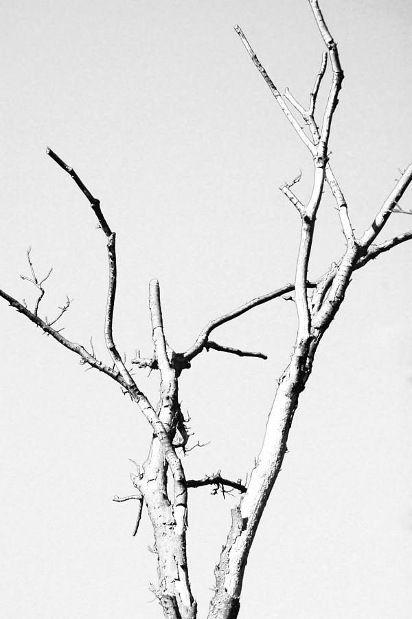 Abstract Photograph - Winter Branches  by Maggy Marsh