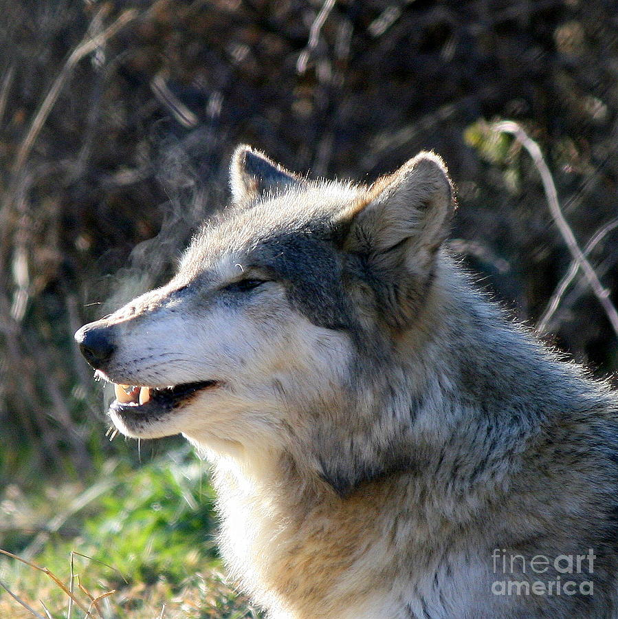 Wolves Photograph - Winter Breathing  by Neal Eslinger