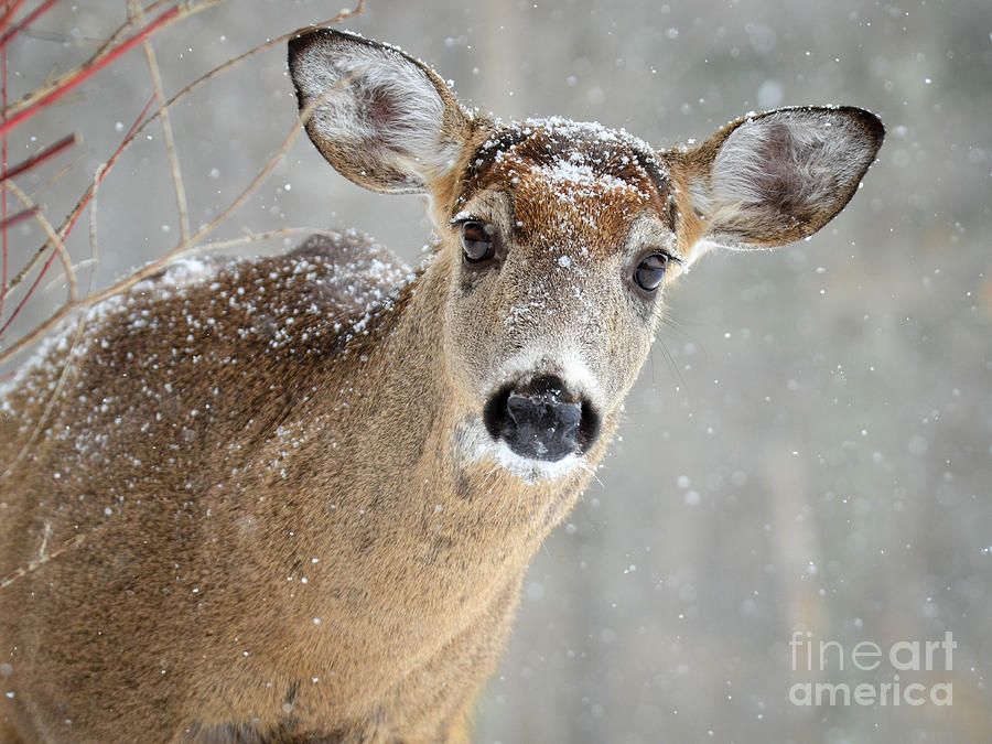 Winter Buck Photograph by Amy Porter