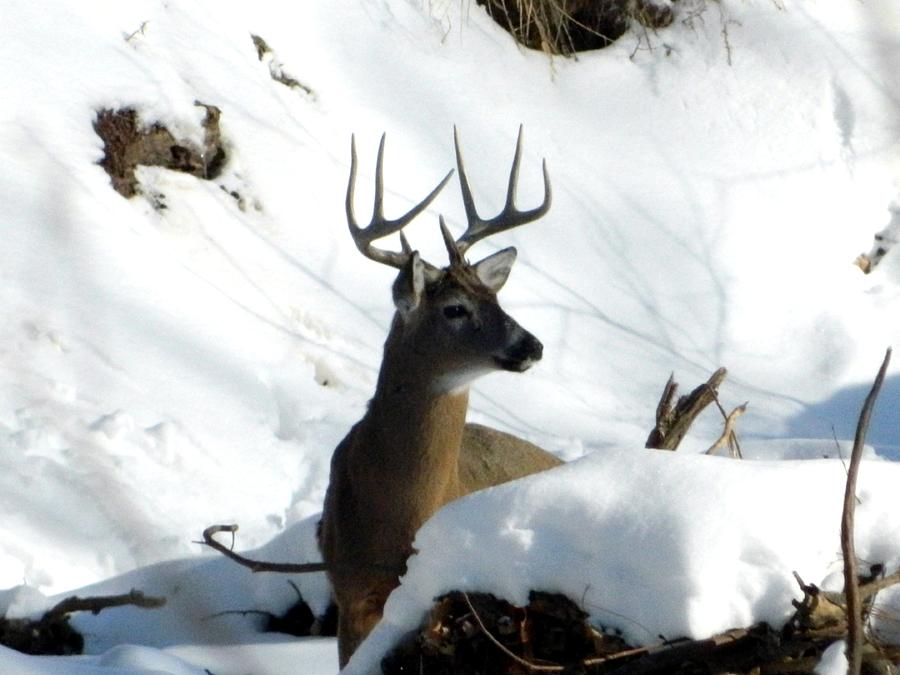 Nature Photograph - Winter Buck Antlers by Nancy Spirakus
