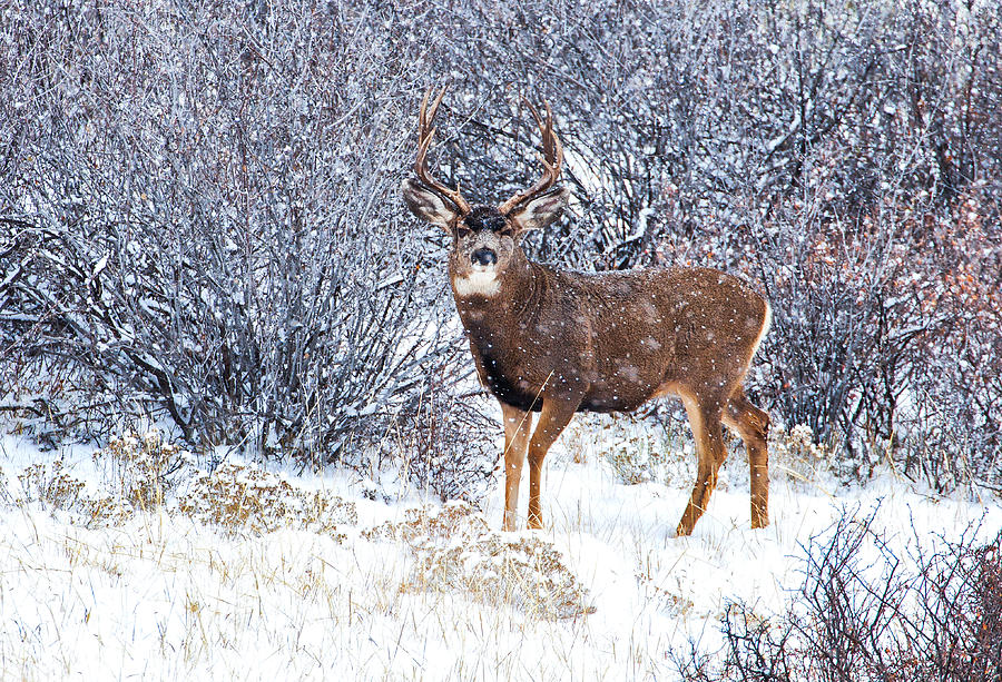 Winter Buck Photograph by Darren White