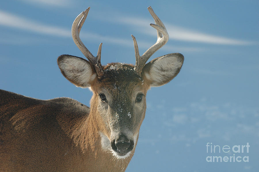 Winter Buck Photograph by Joan Wallner
