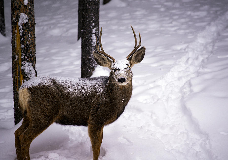 Winter Buck Photograph by Matt Swinden