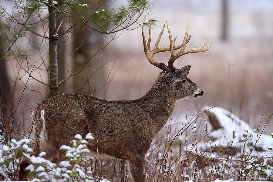 Winter Buck Photograph by Rhonda McClure