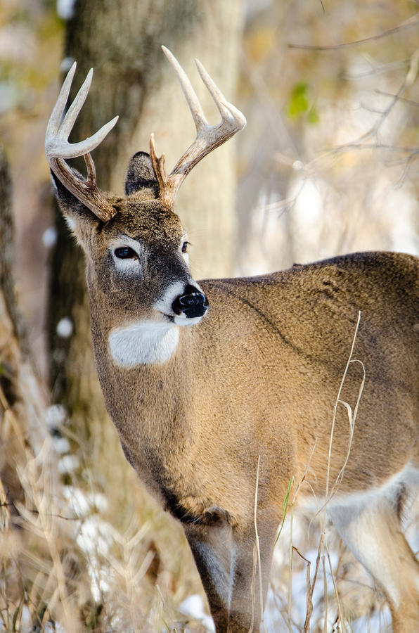 Winter Buck Photograph by Steven Santamour
