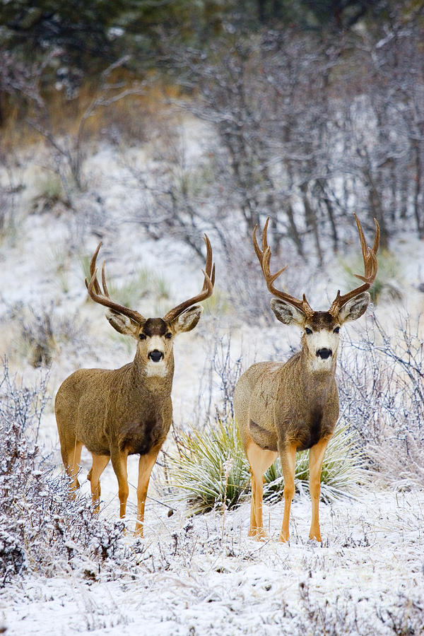 Winter Bucks Photograph by Steven Krull