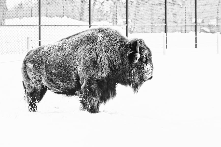 Buffalo Photograph - Winter Buffalo by Lauri Novak