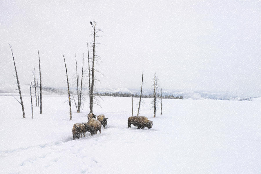 Winter Buffalo Photograph by Ramona Murdock