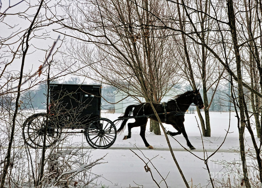 Winter Photograph - Winter Buggy by David Arment
