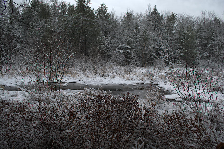 Winter Bush Photograph by Mim White