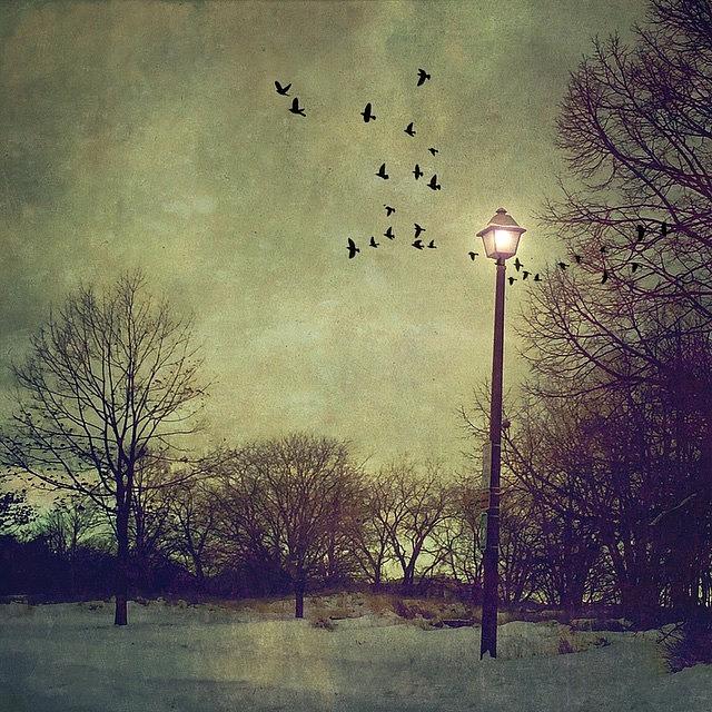 Winter By Lamplight Photograph by Jill Battaglia