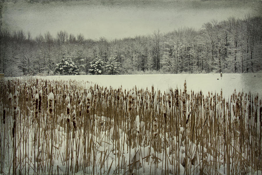 Winter by the Pond Photograph by Marina Kojukhova