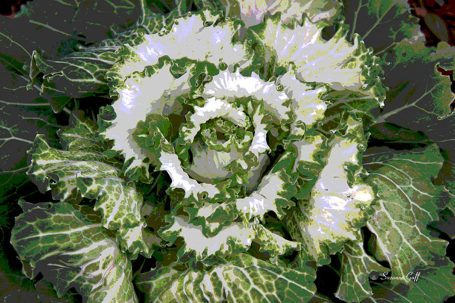 Winter Cabbage Series II Photograph by Suzanne Gaff