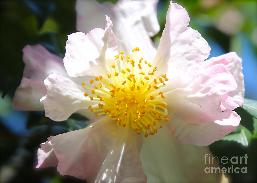 Flower Photograph - Winter Camellia by Carol Groenen