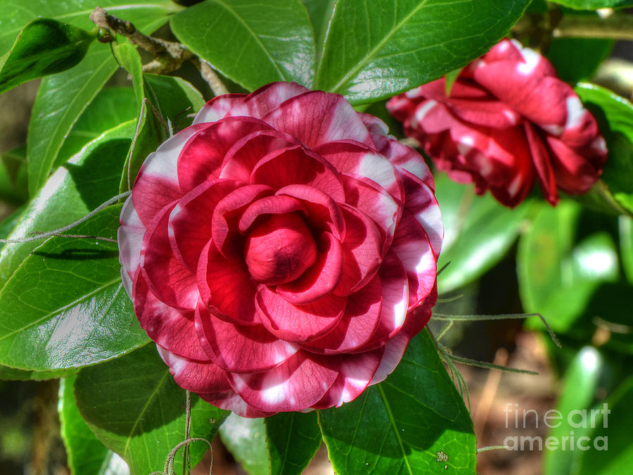Nature Photograph - Winter Camellia by Kathy Baccari