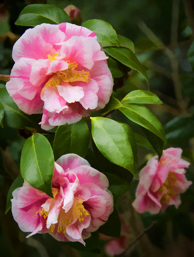 Winter Camellias Photograph by Penny Lisowski