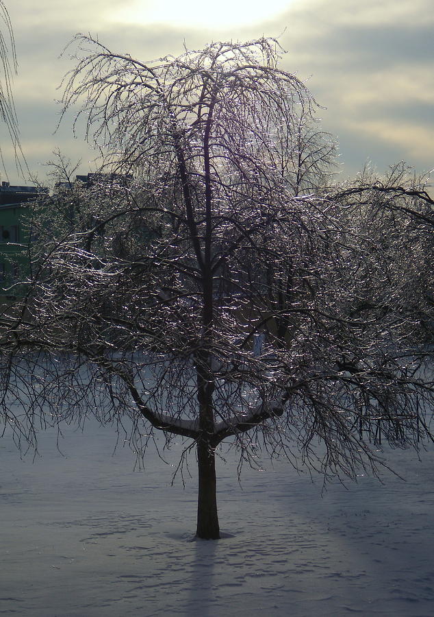 Tree Photograph - Winter Candelabrum by Henryk Gorecki