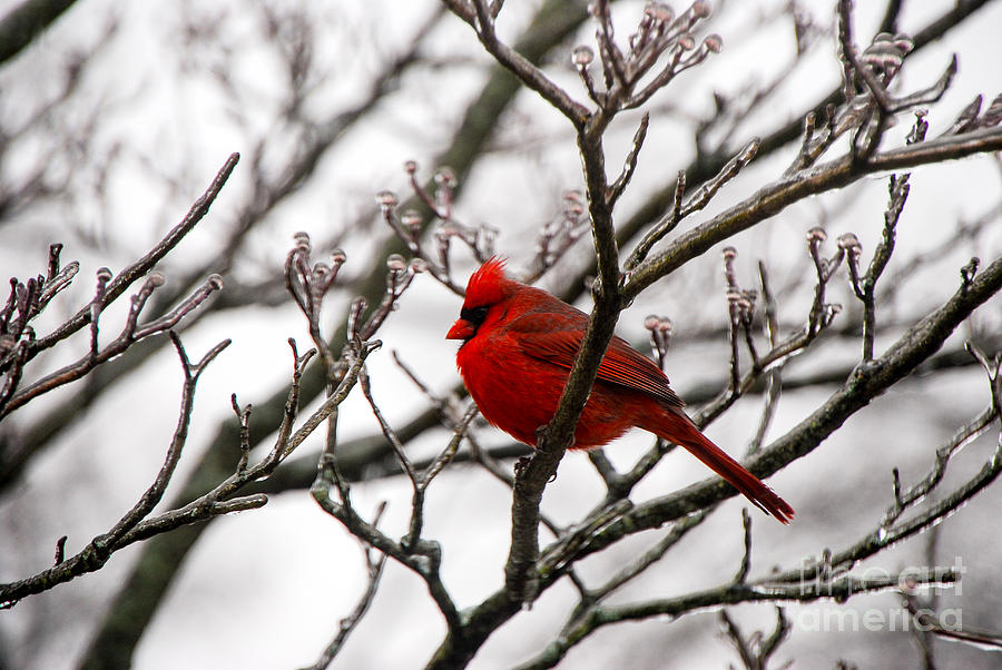 Winter Cardinal - Icy Tree Photograph by Mary Carol Story