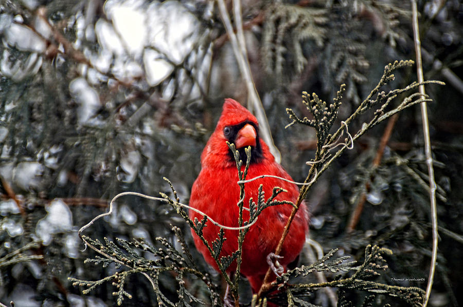 Animal Photograph - Winter Cardinal 03 by Thomas Woolworth