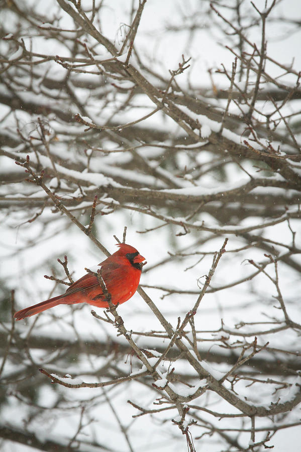 Winter Cardinal Photograph by Ben Neumann