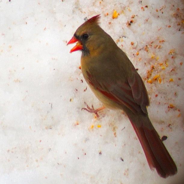 Cardinal Photograph - Winter Cardinal #cardinal #bird #snow by Lisa Thomas