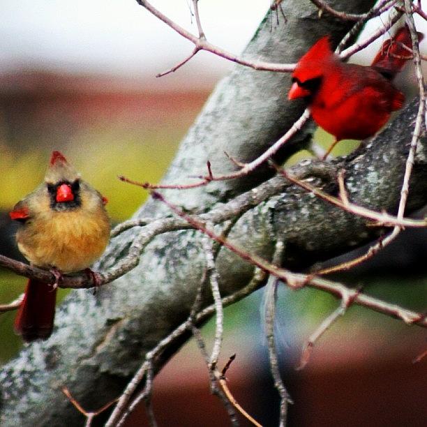 Winter Photograph - Winter Cardinal Couple #cardinals #red by Lisa Thomas