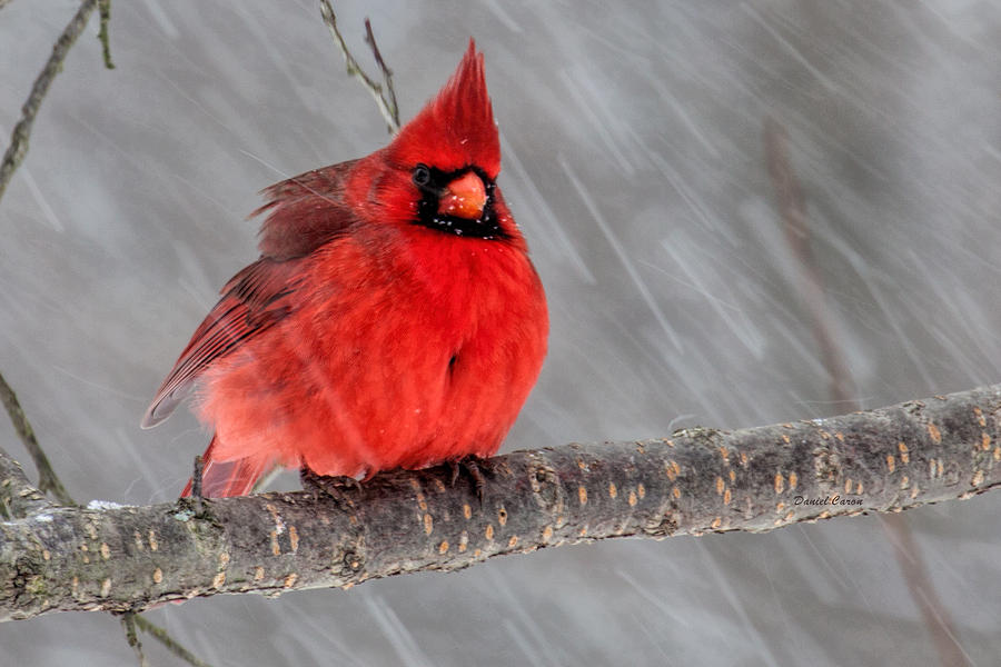 Cardinal Photograph - Winter Cardinal by Daniel Caron