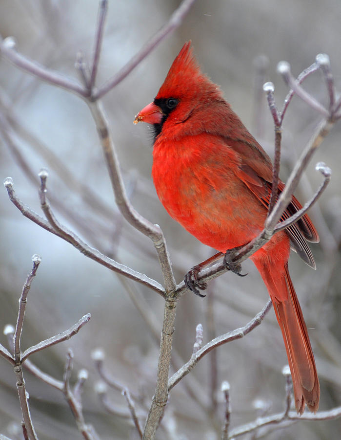 Winter Cardinal Photograph by David McDowell - Fine Art America