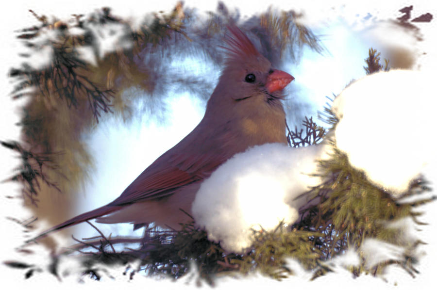 Winter Cardinal Photograph by Bonfire Photography