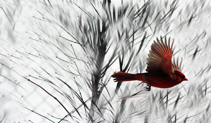 Winter Cardinal Photograph by Heather Applegate