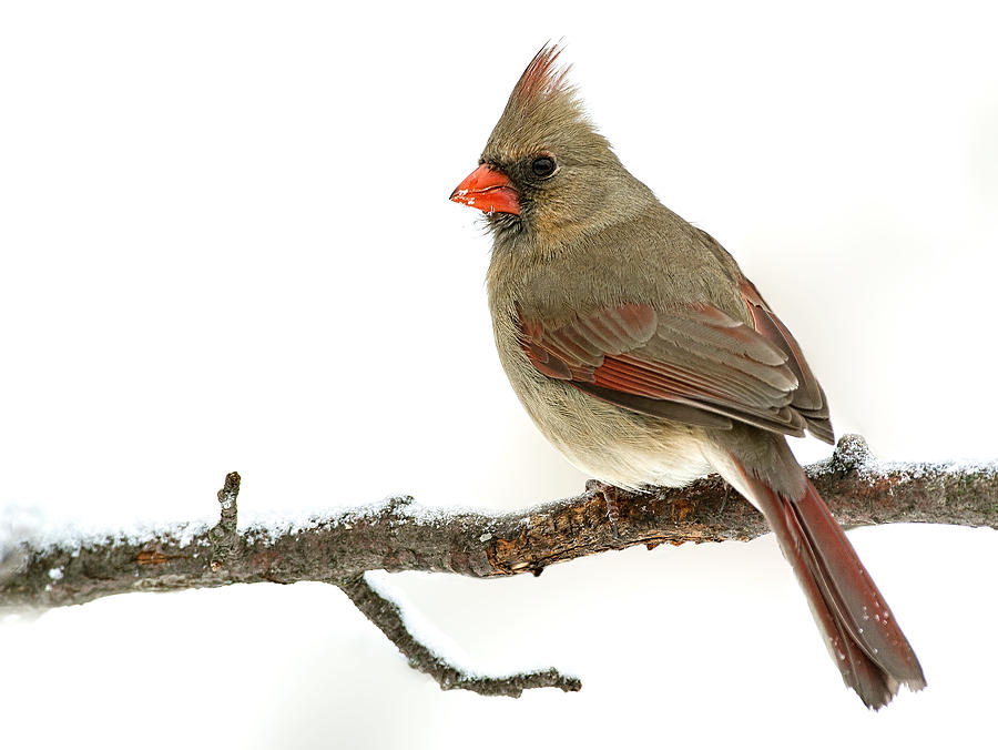 Winter Cardinal Photograph by Jim Zablotny