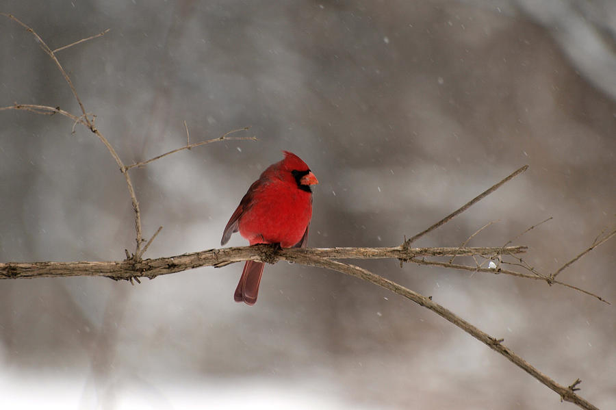 Winter Photograph - Winter Cardinal by Joshua House