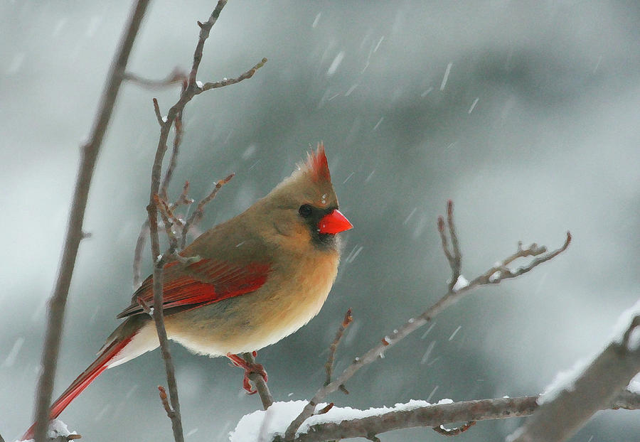 Winter Cardinal Photograph by Karol Livote