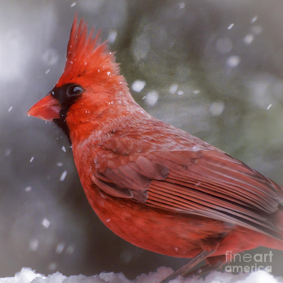 Winter Cardinal Photograph by Kerri Farley