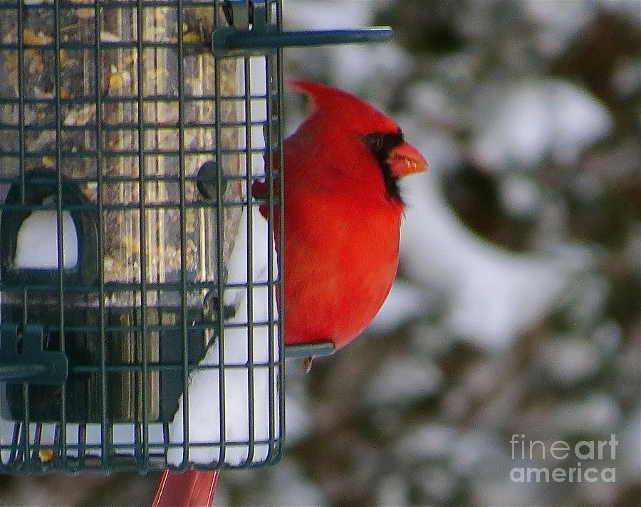 Winter Cardinal on Feeder Photograph by Melinda Saminski