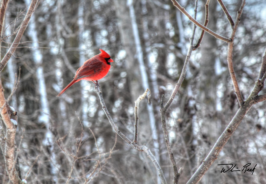 Cardinal Photograph - Winter Cardinal by William Reek