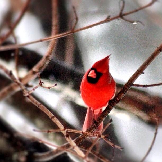 Cardinal Photograph - Winter Cardinal #winter #snow #tree by Lisa Thomas
