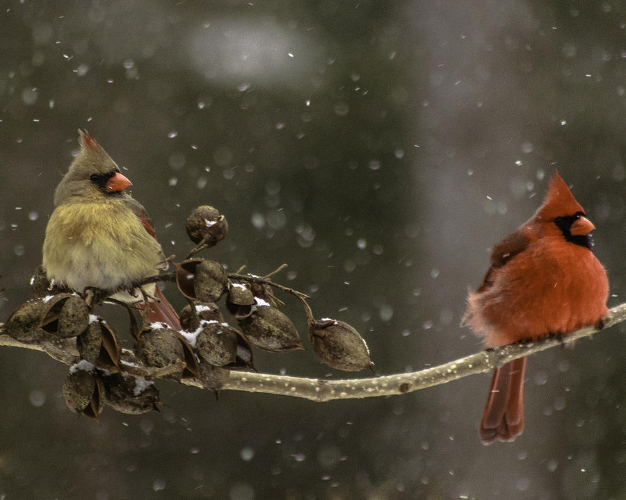 Winter Cardinals Photograph by Kevin Senter