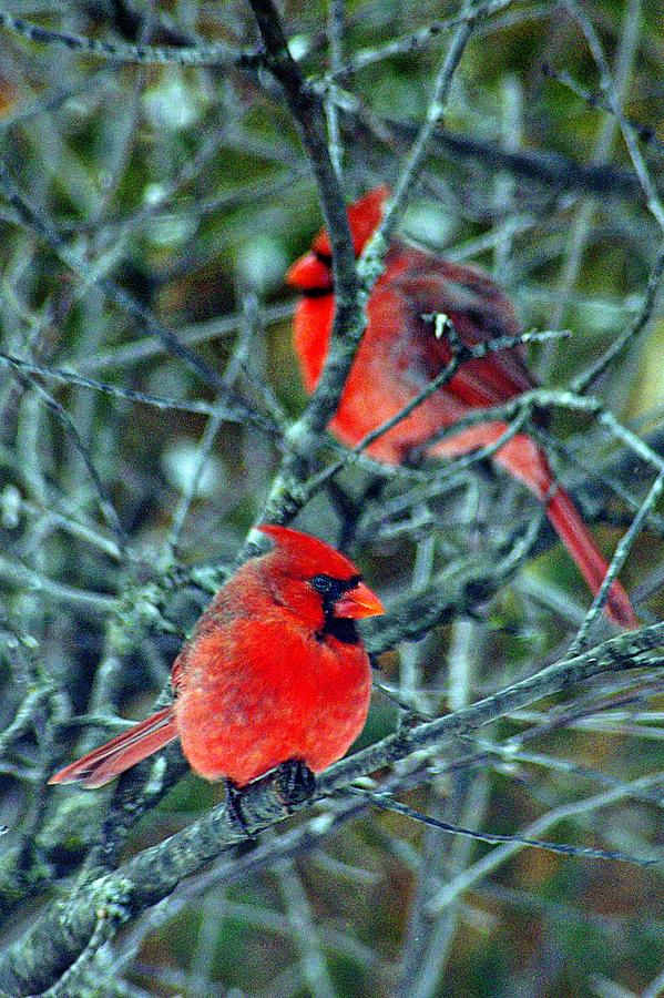 Winter Cardinals Two Photograph by Karen McKenzie McAdoo