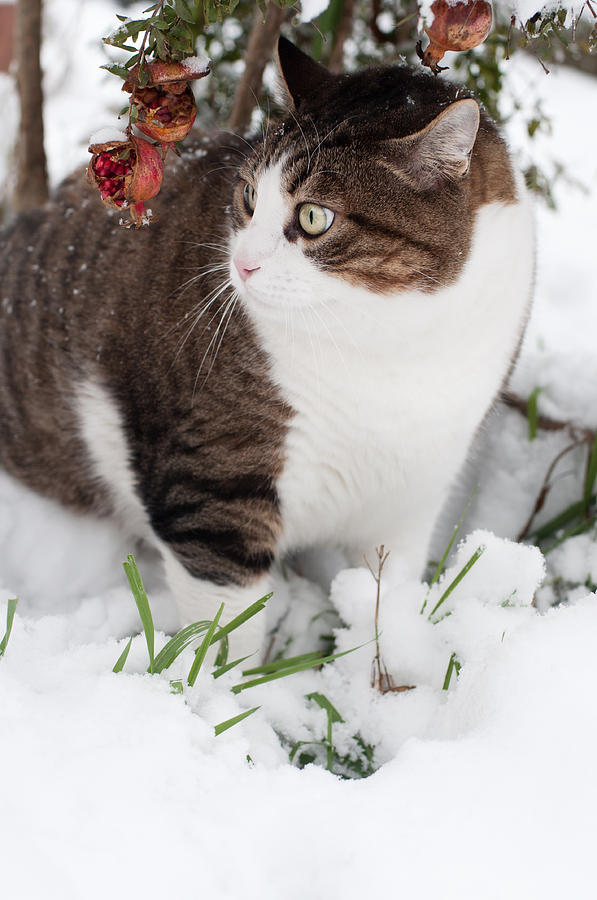 Winter cat Photograph by Laura Melis