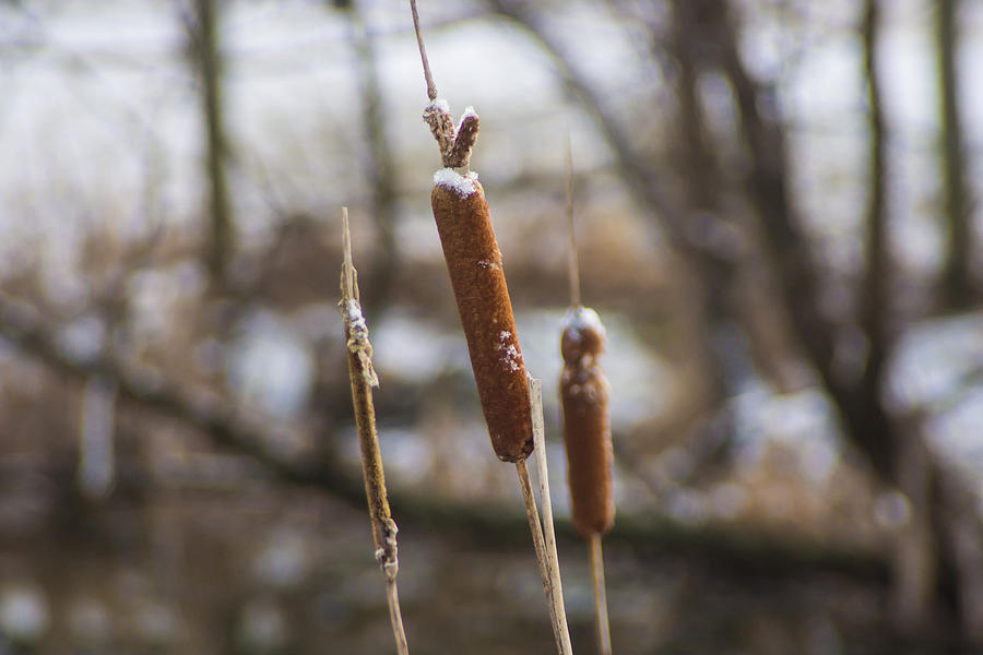 Winter Cattails Photograph by Photographic Arts And Design Studio