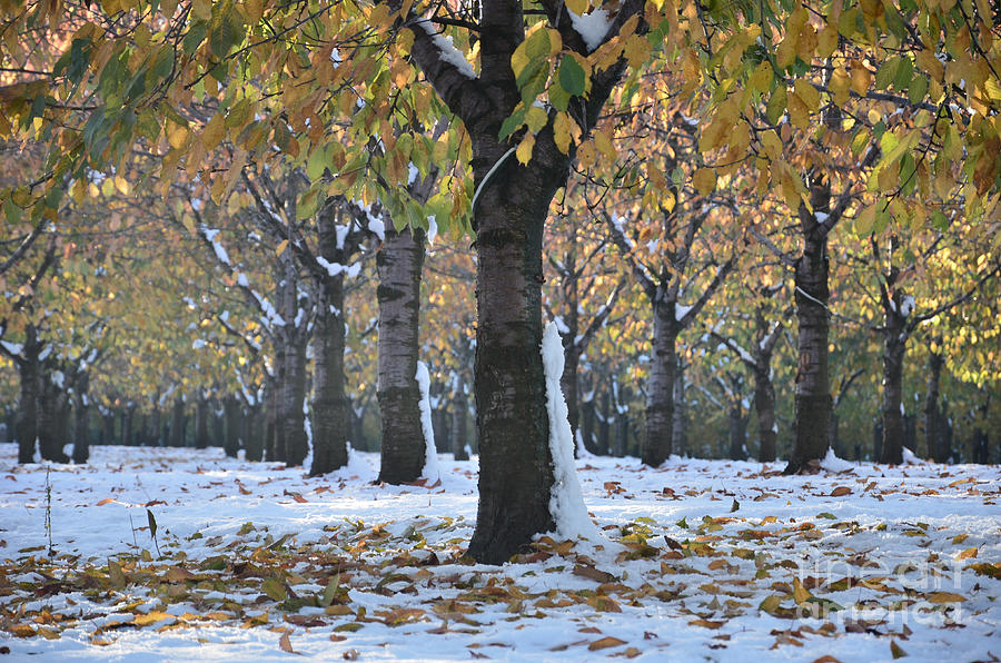 Winter Photograph - Winter Cherry 1 by Bruno Santoro