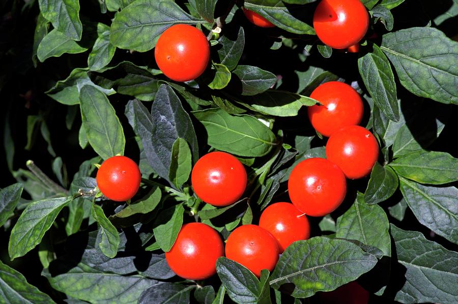 Winter Cherry (solanum Capsicastrum) Photograph by Brian Gadsby/science Photo Library