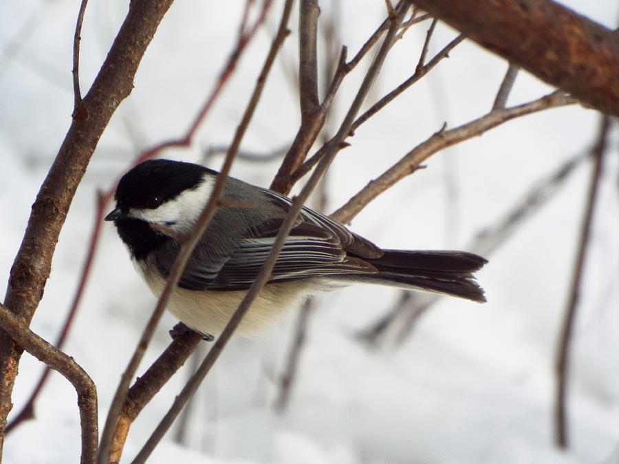 Winter Chickadee Photograph by Cheryl King - Fine Art America